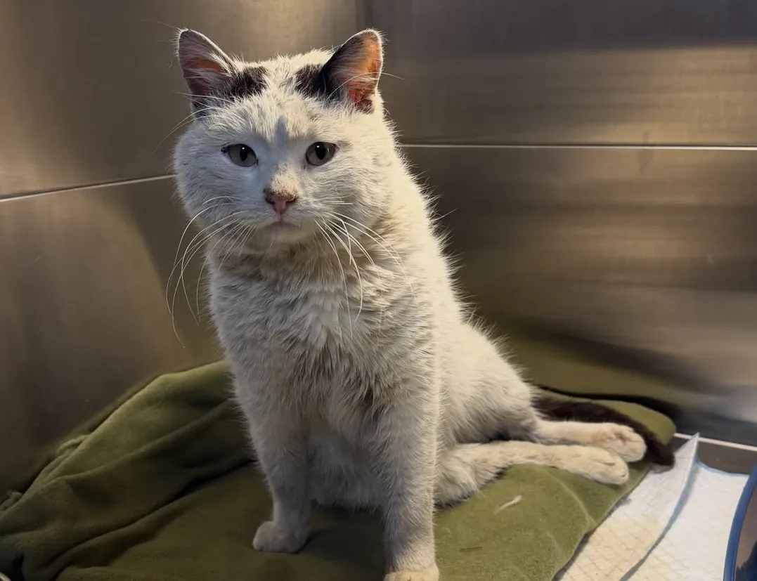 У Полтаві скалічили безпритульного кота