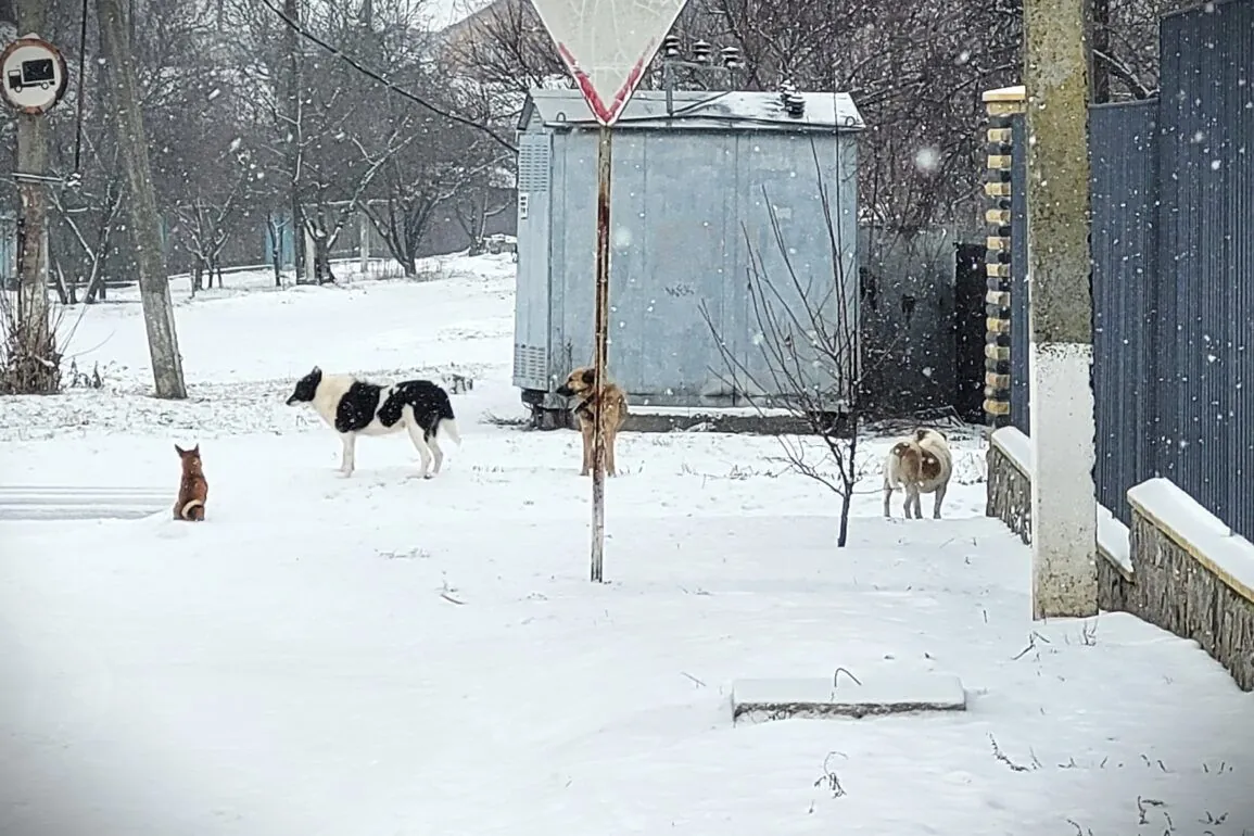 Безпритульні тварини на Полтавщині: як вирішують непросту ситуацію