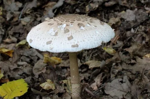 На Полтавщині померла жінка, яка отруїлася грибами