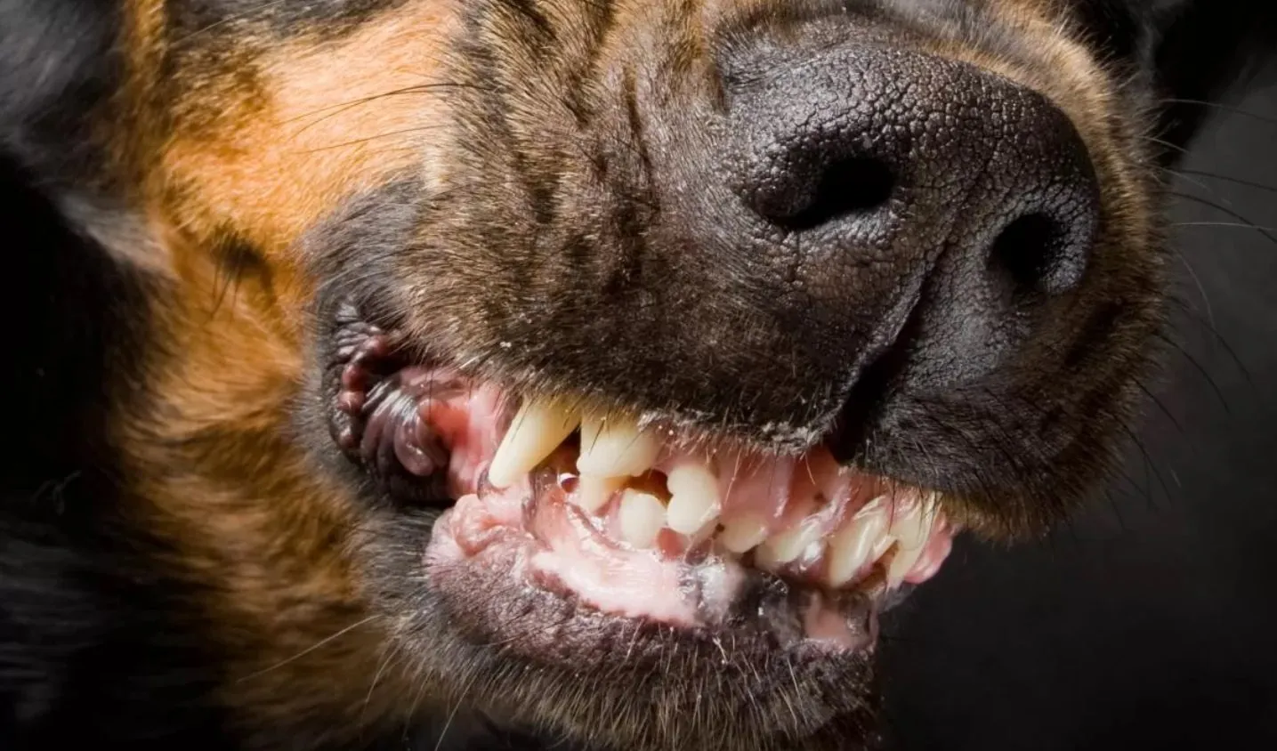 У Полтавській області безпритульний собака покусав двох дорослих та чотирьох дітей