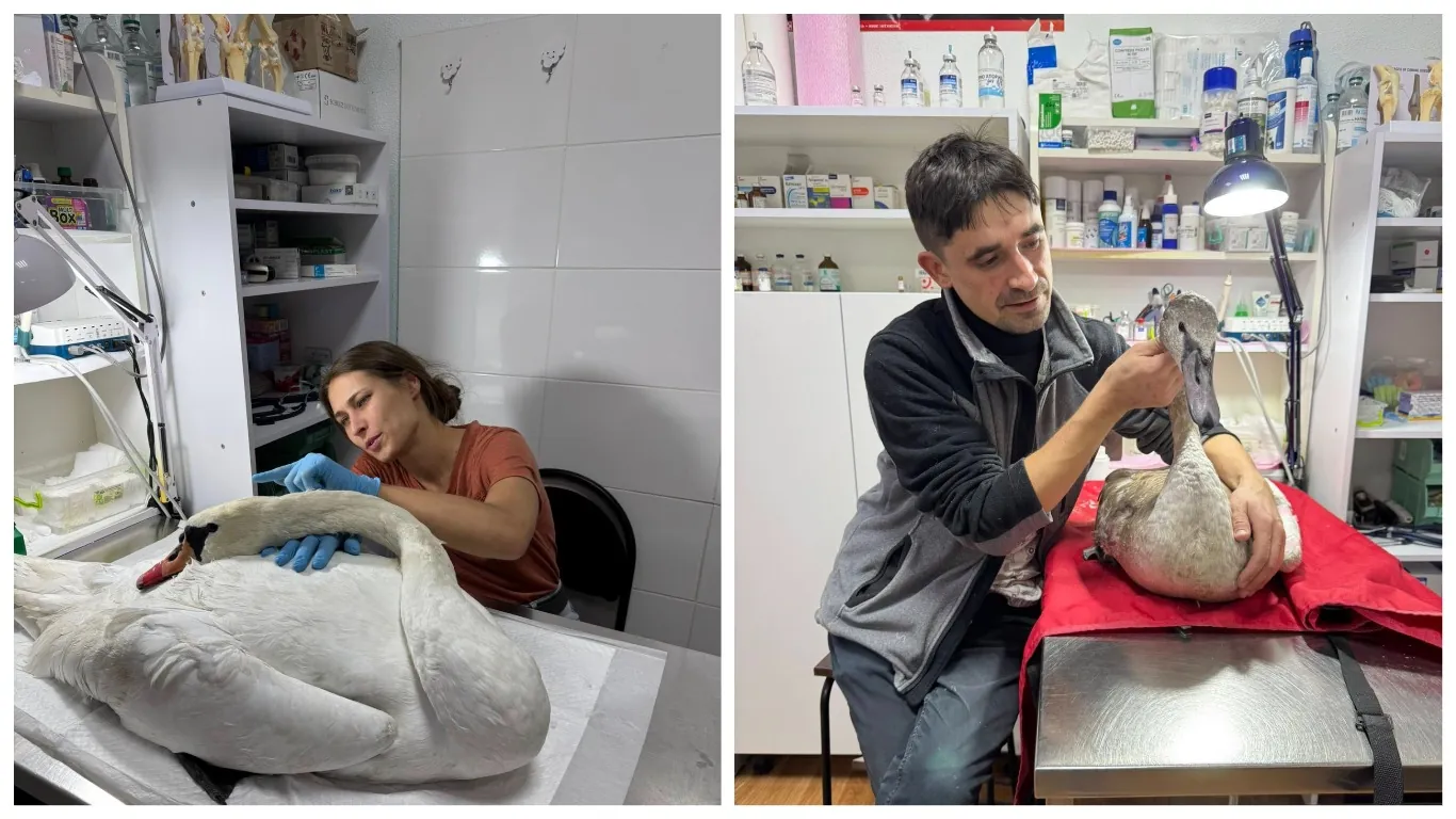 У Горішніх Плавнях ветеринари рятують лебедів та інших тварин зі всієї України