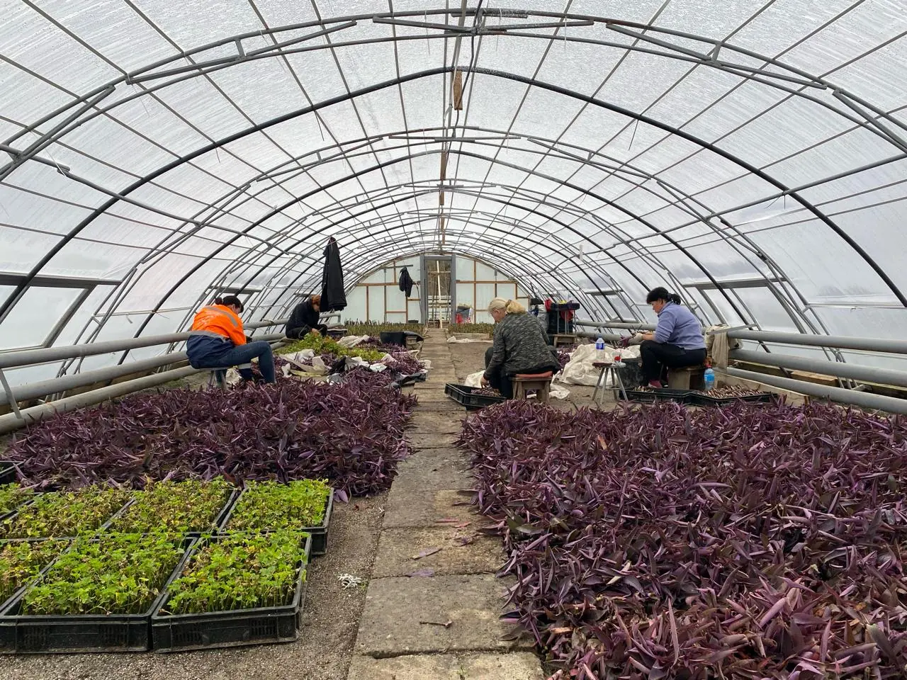 «Квіти – наша душа». Як відновлюють теплиці «Декоративних культур» після ворожого обстрілу